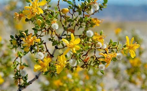 Chaparral Flower Essence