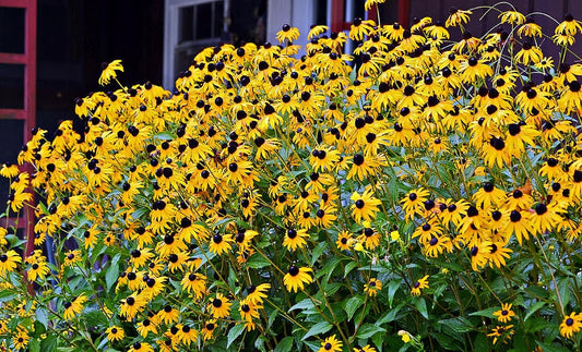 Black Eye Susan Flower Essence