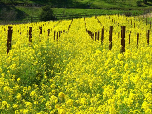 Wild Mustard Flower Essence