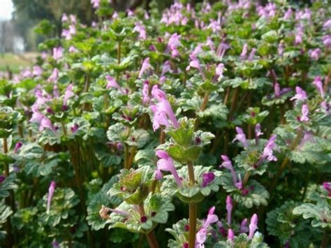 Henbit Flower Essence