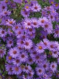 Purple Aster Flower Essence