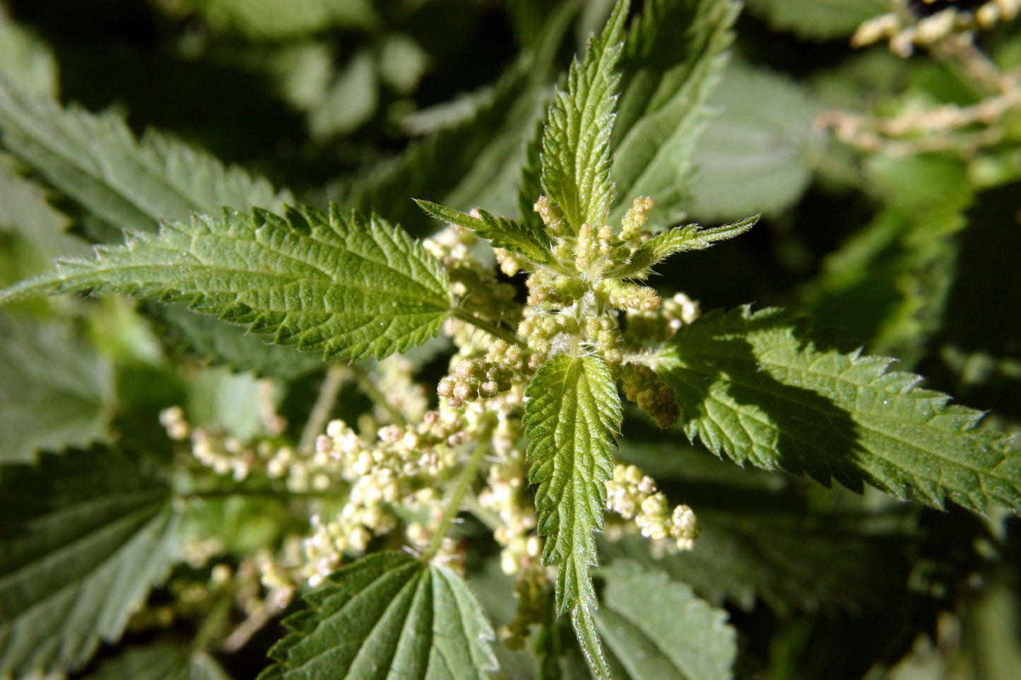 Stinging Nettle Flower Essence