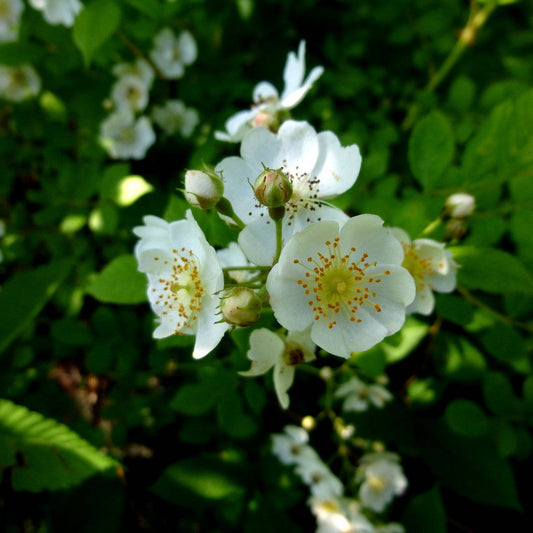 Wild Rose Flower Essence