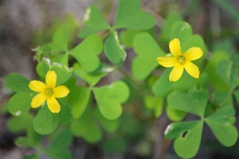 Wood Sorrell Flower Essence