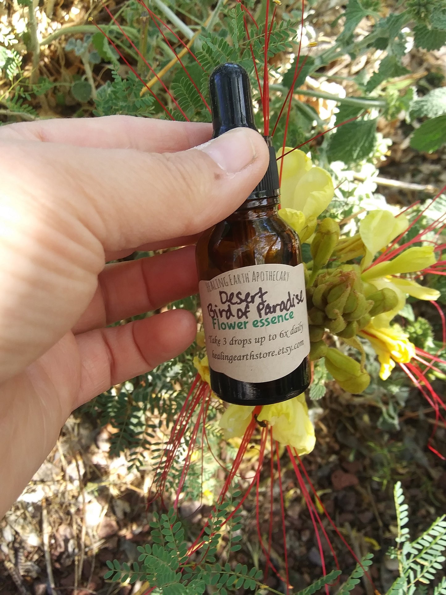 Desert Bird of Paradise Flower Essence