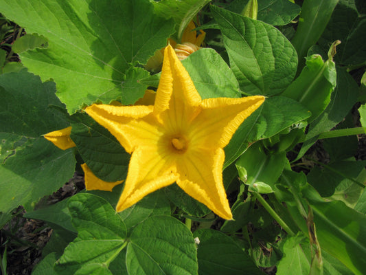 Squash Blossom Flower Essence