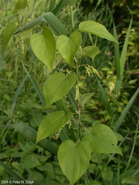 Wild Yam Flower Essence