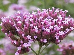 Vervain Flower Essence
