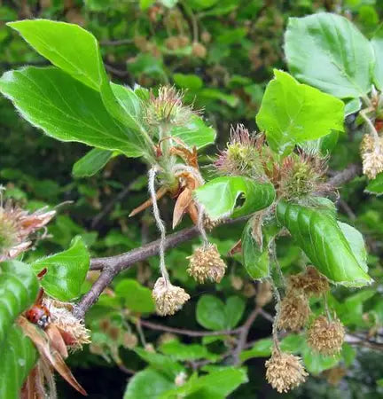 Beech Tree Flower Essence