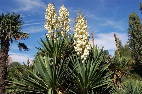 Yucca Flower Essence