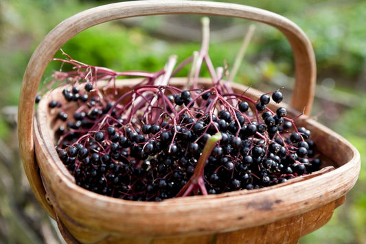 Organic Elderberry Immune Support Syrup