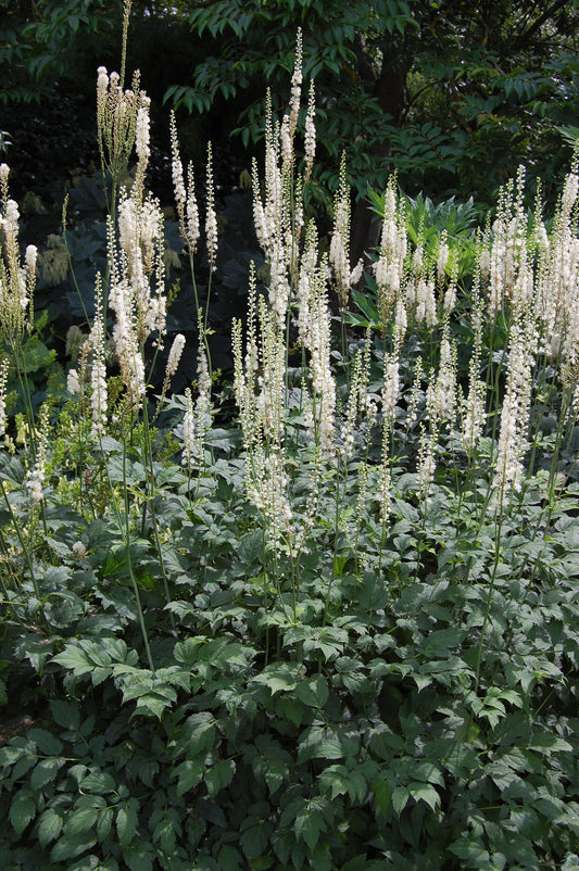 Black Cohosh Flower Essence