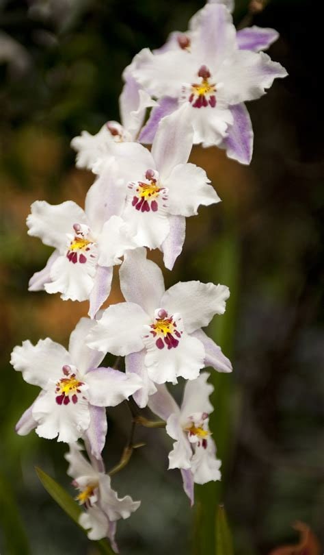 Orchid Flower Essence