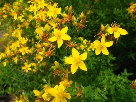 St. John's Wort Flower Essence