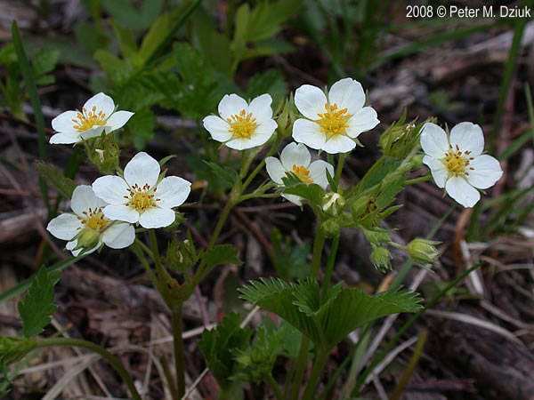 Wild Strawberry Flower Essence