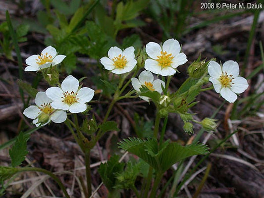 Wild Strawberry Flower Essence