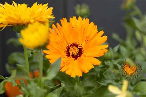 Calendula Flower Essence