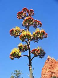 Agave Flower Essence