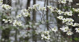 Dogwood Flower Essence