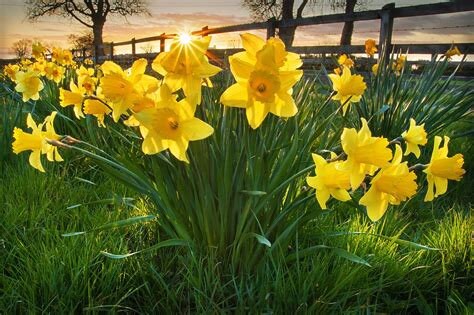 Daffodil Flower Essence