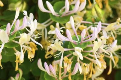 Honeysuckle Flower Essence