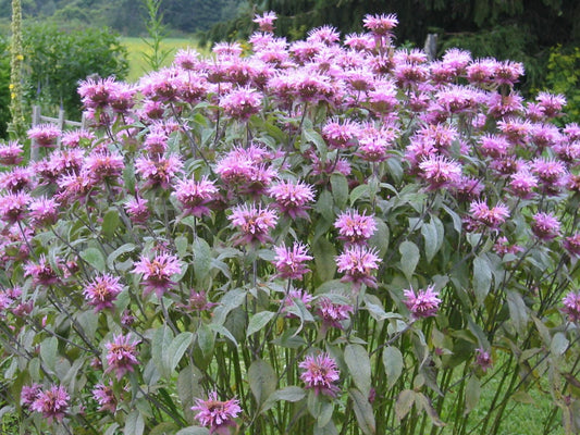Lavender Bee Balm (Monarda) Flower Essence
