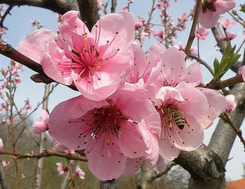 Peach Flower Essence