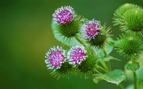 Burdock Flower Essence