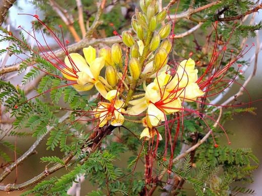 Desert Bird of Paradise Flower Essence
