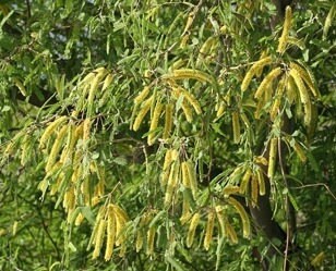 Mesquite Flower Essence