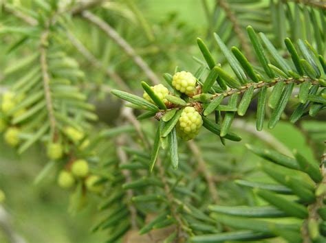 Hemlock Flower Essence
