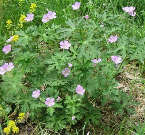Wild Geranium Flower Essence