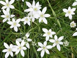 Star of Bethlehem Flower Essence