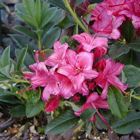 Azalea Flower Essence