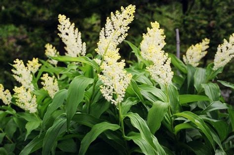 Solomon's Plume (false solomon's seal) Flower Essence
