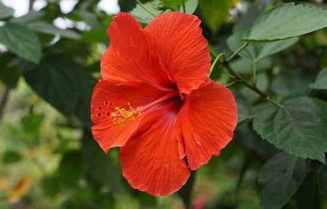 Hibiscus Flower Essence